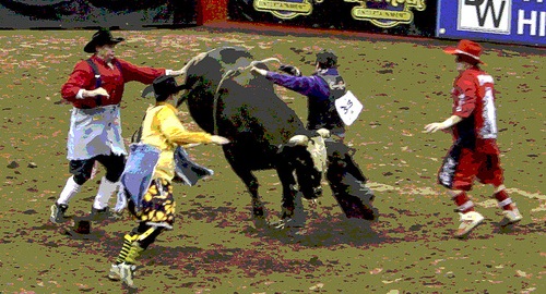 extreme teamwork rodeo bull